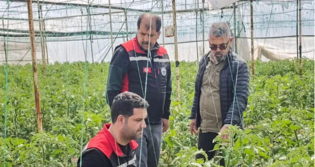 kozan_sera_kontrolü_08052026_3  Sera Alanlarında Hastalık ve Zararlı Kontrolleri